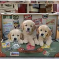 Ver categoría de puzzles de perros
